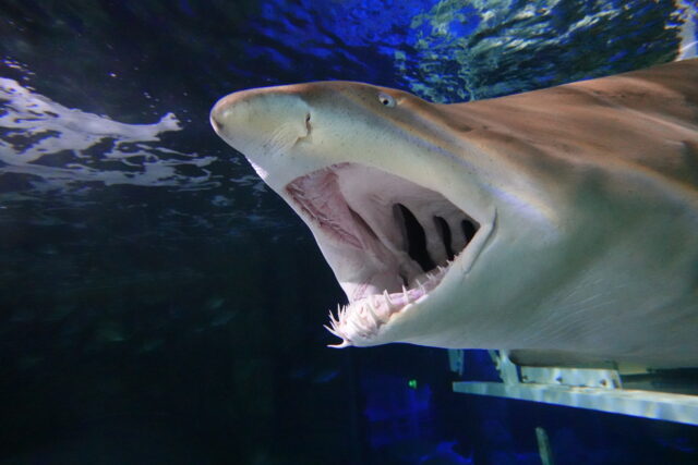 A large shark, mouth agape, showing many teeth, swims in a dark, underwater environment