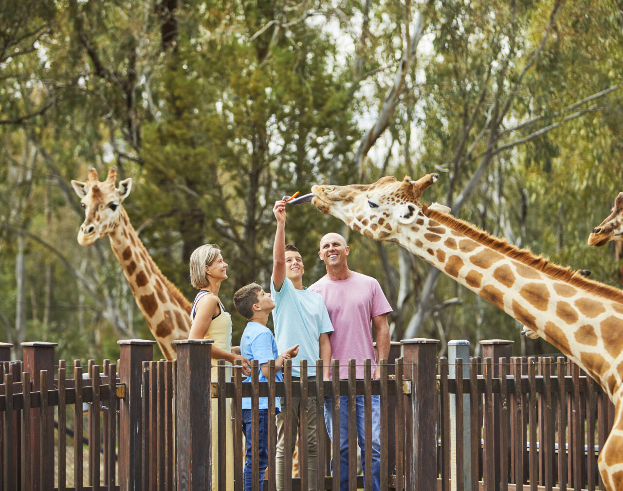 A giraffe feeds from a boy's hand, while his family watches from behind a wooden fence at a zoo