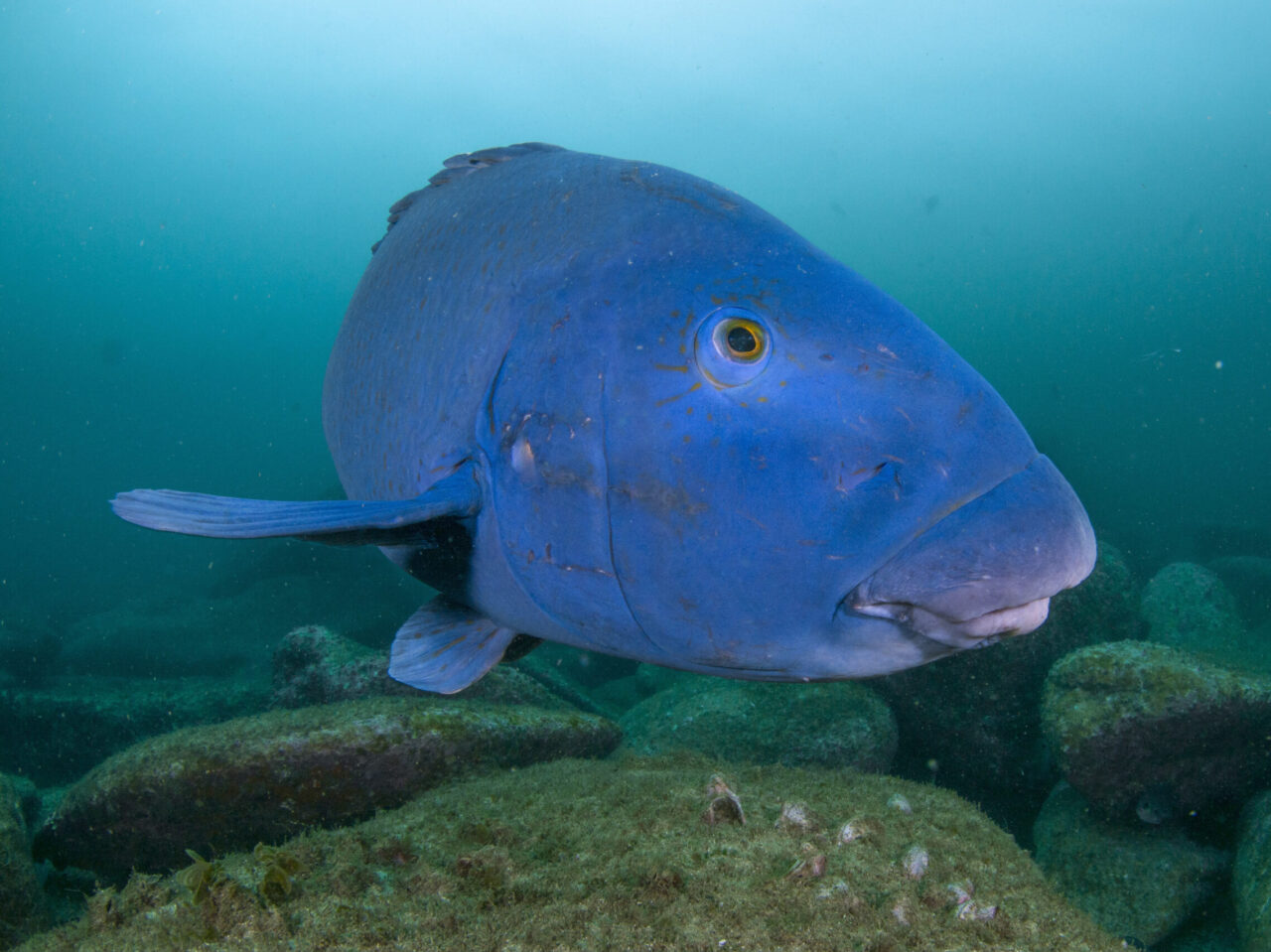 A large, vibrant blue fish swims near a rocky seabed in a clear ocean