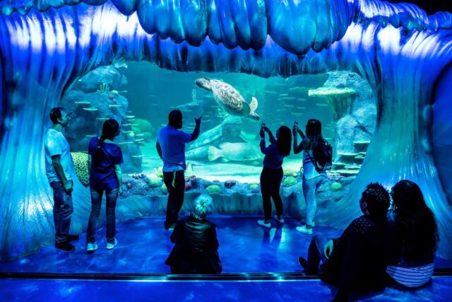 A large sea turtle swims in a large aquarium
