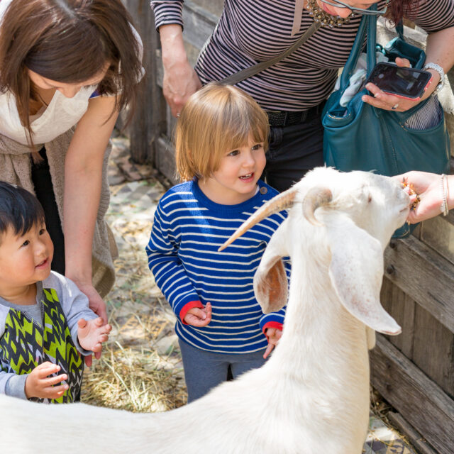 A white goat is being fed by a young child