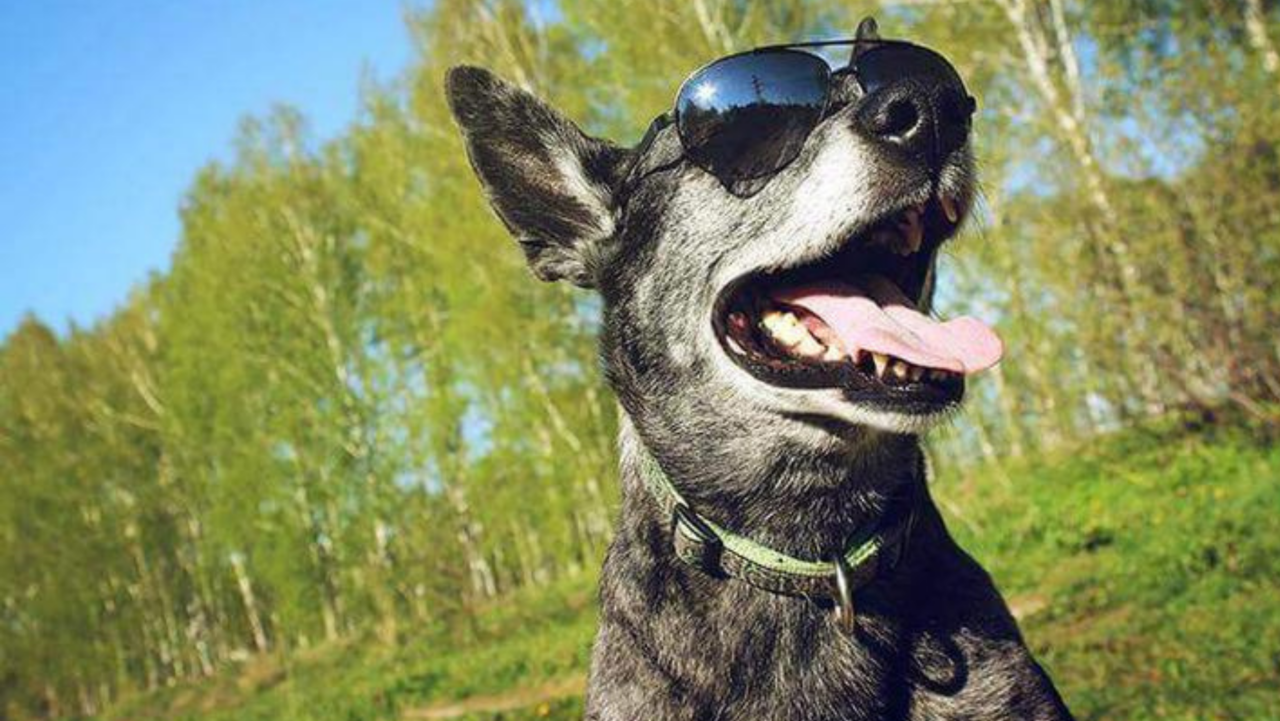 A dark-haired dog, wearing sunglasses, joyfully pants outdoors amidst a verdant forest