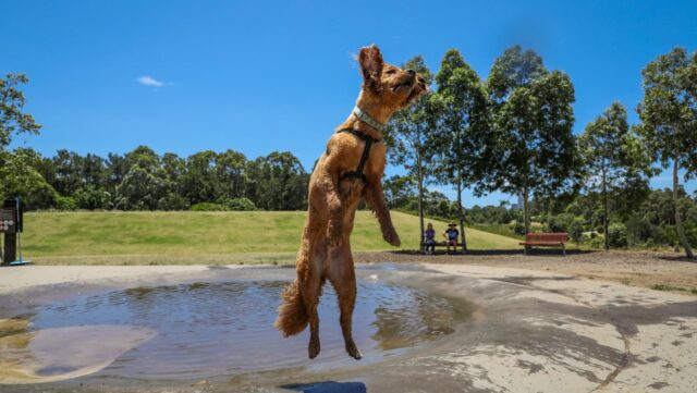 Best dog parks in Sydney, dog leaping above pool