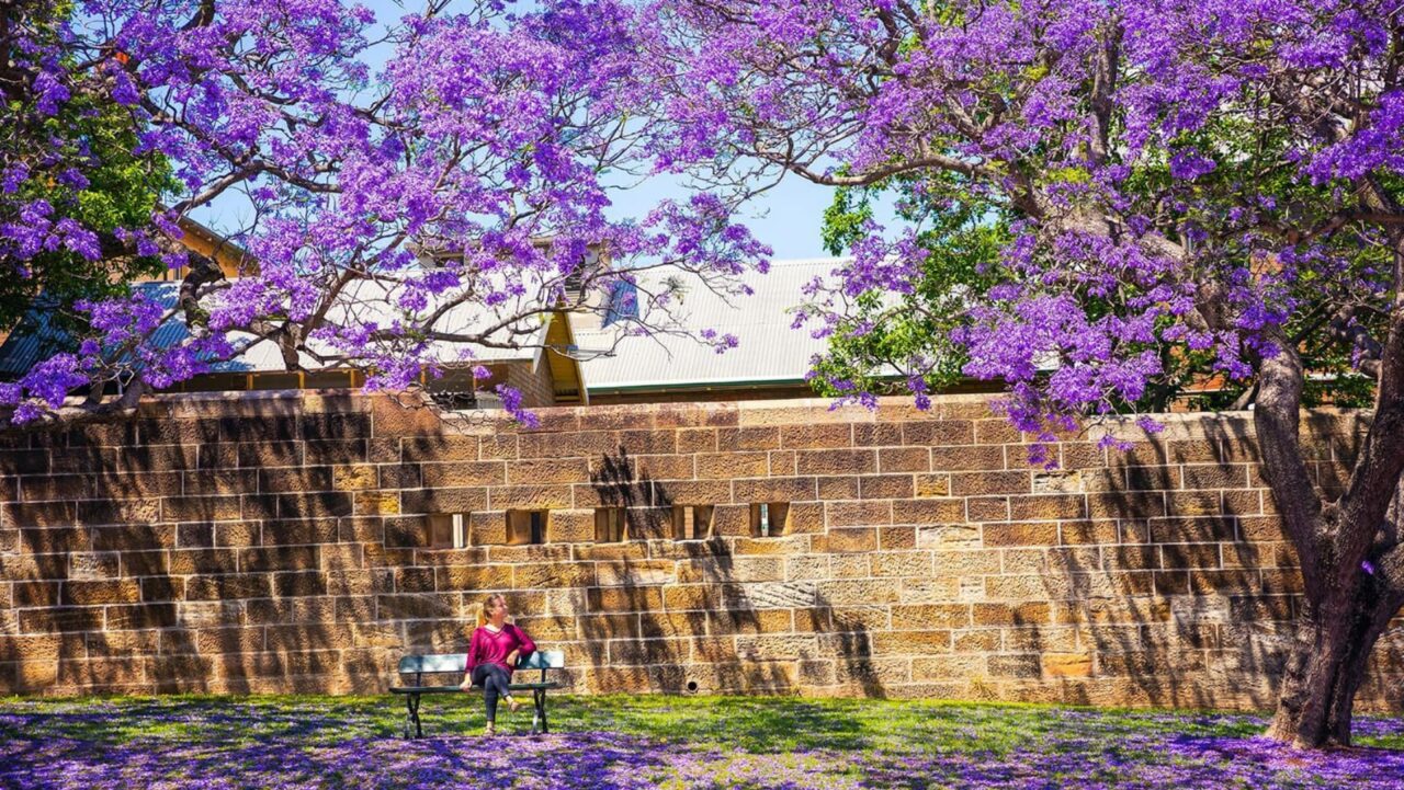 A woman sits on a bench beneath jacaranda trees, their purple blossoms carpeting the ground near a sandstone wall