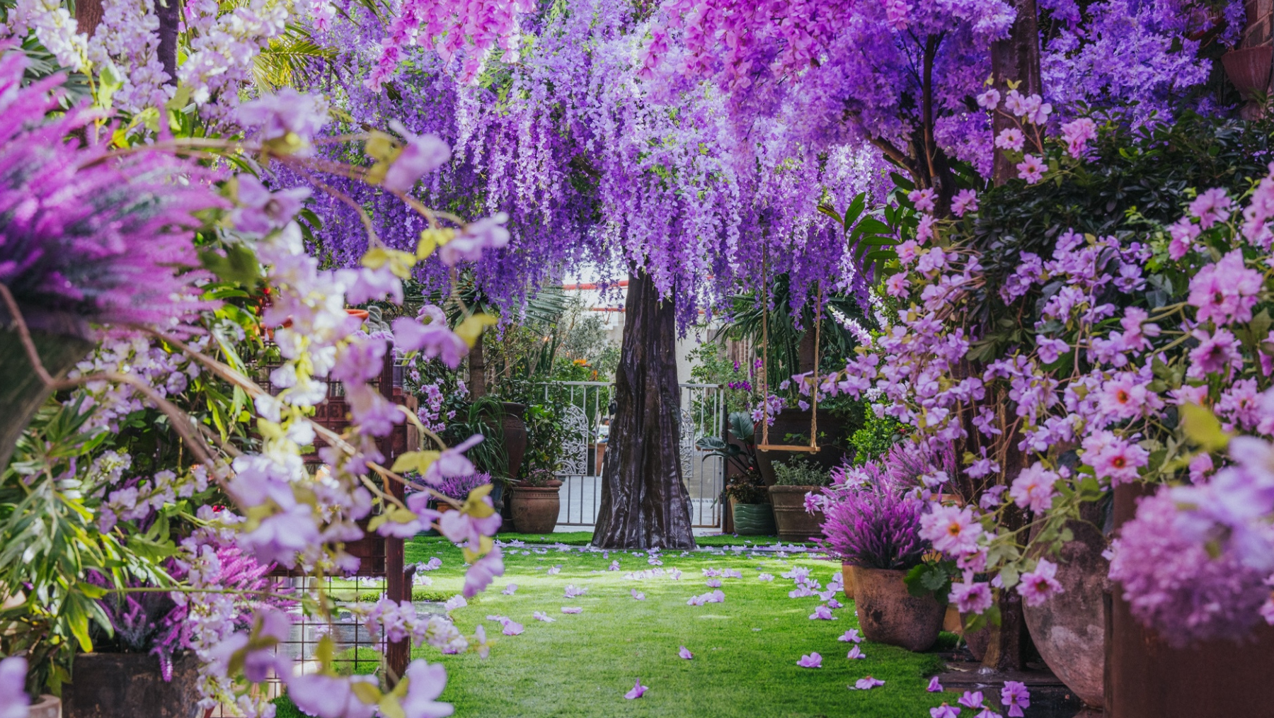 A wisteria tree, heavily laden with purple blossoms