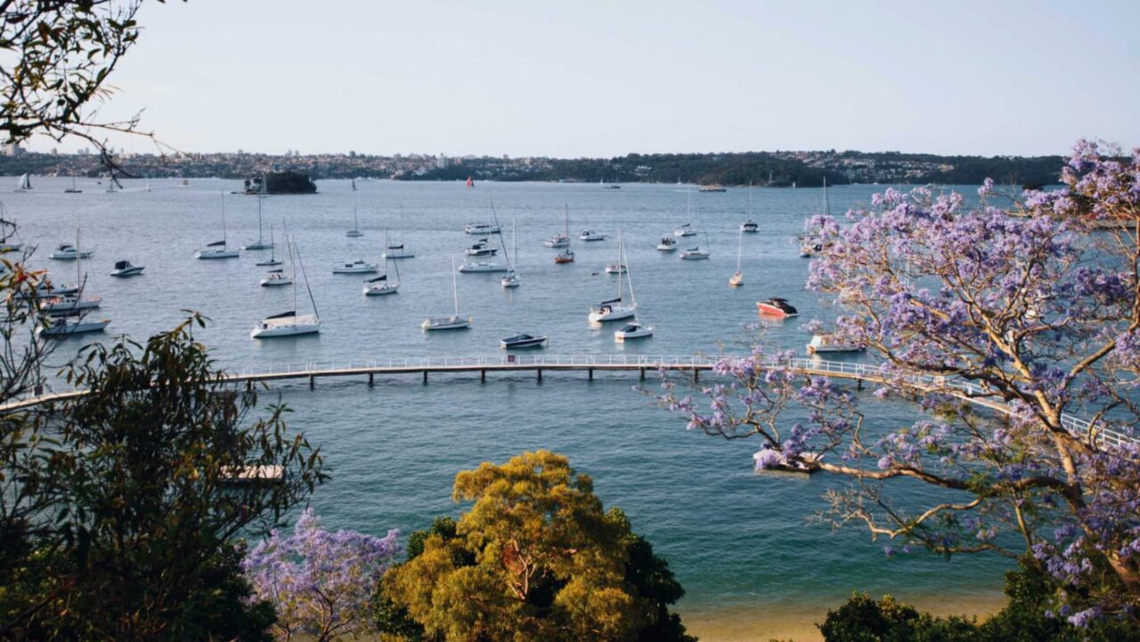 Numerous sailboats are moored in a calm bay, overlooked by a curved walkway and vibrant purple jacaranda trees