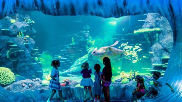 Children observe a large sea turtle swimming in a large aquarium