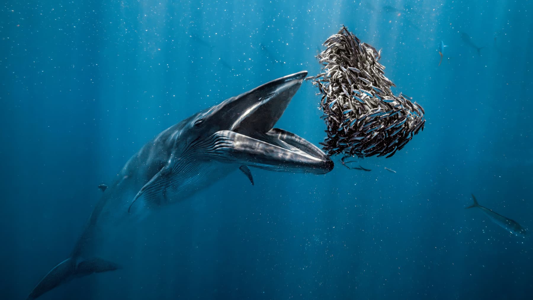 Ocean photographer of the year winner