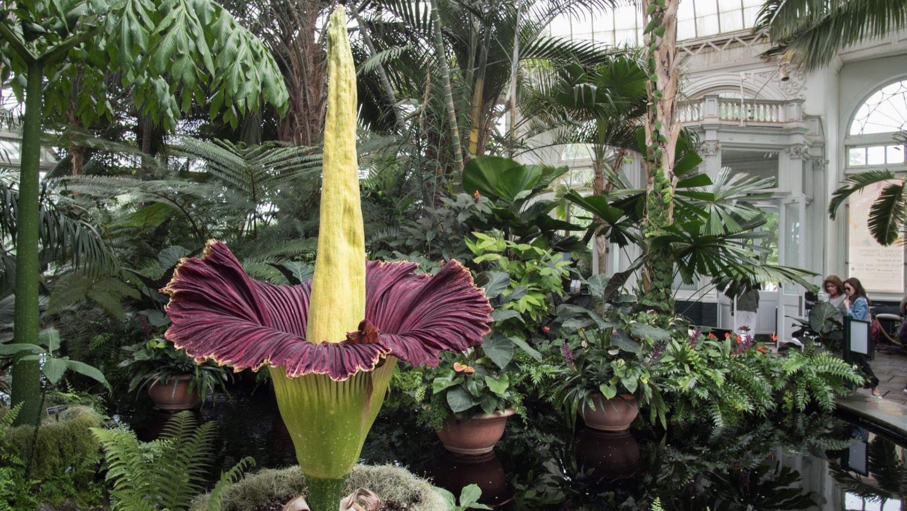A Corpse Flower blooming in Sydney