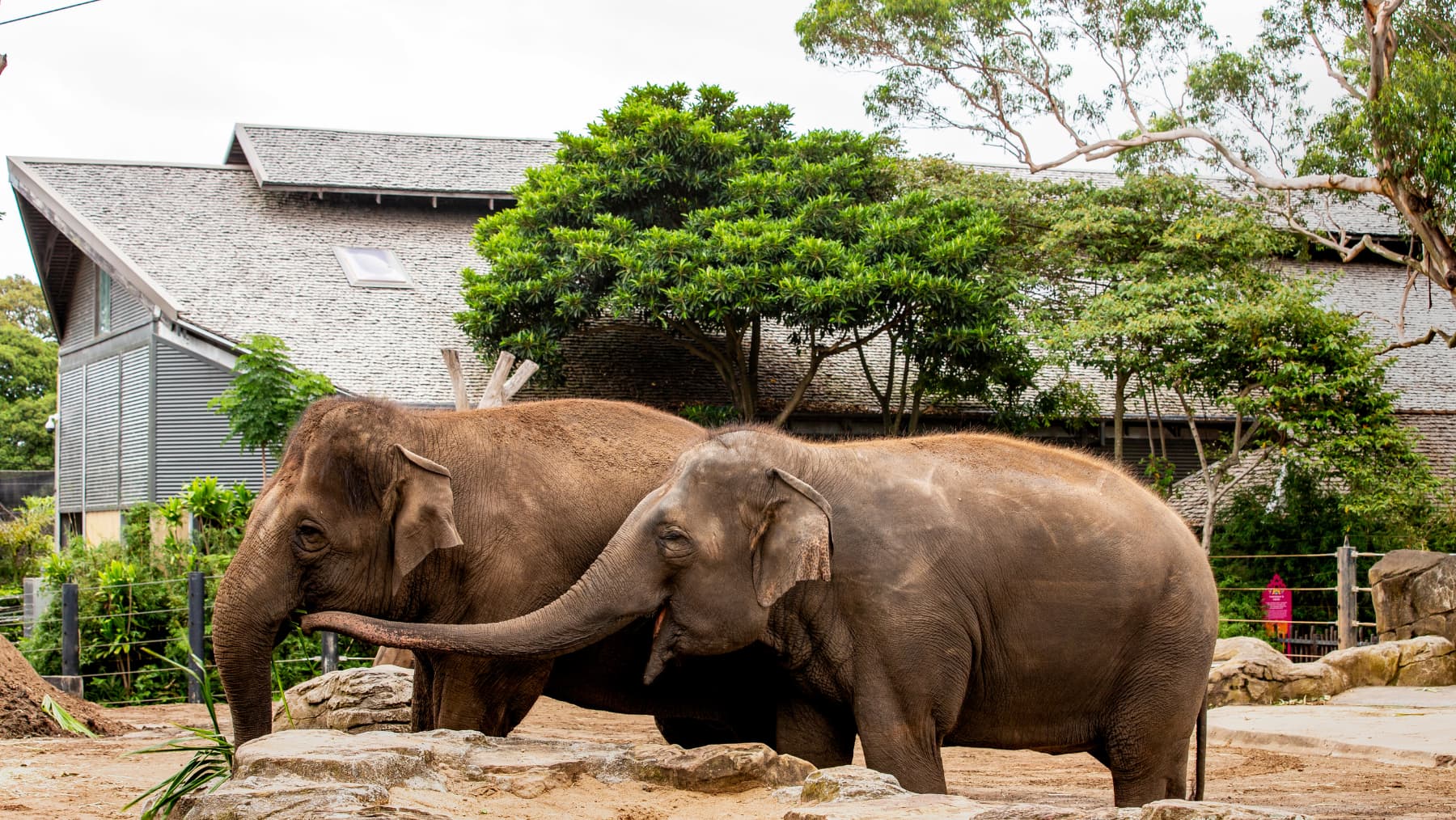 Taronga Zoo's two Asian Elephants playing in their enclosure.