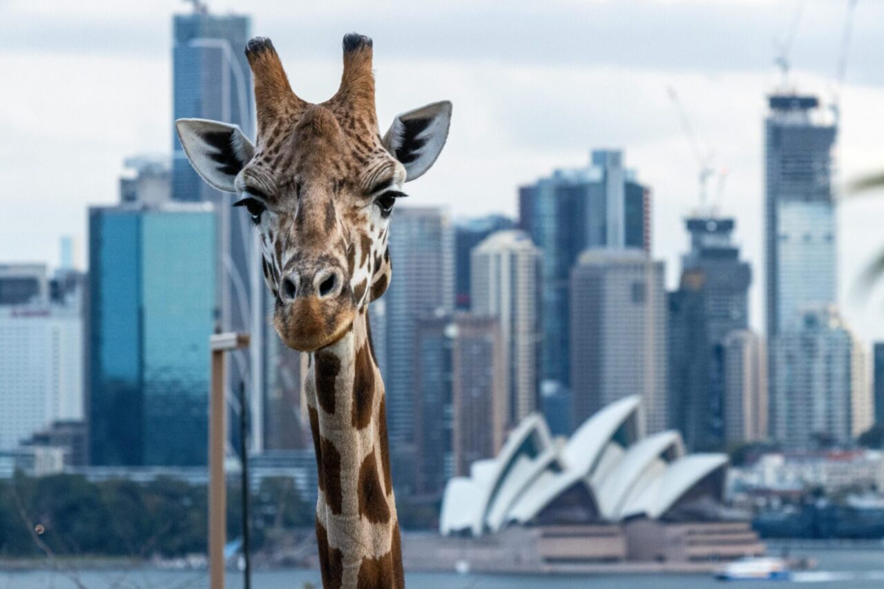 Taronga Zoo is home to an array of animals and overlooks Sydney Harbour