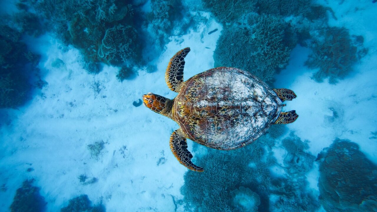 green turtle swimming