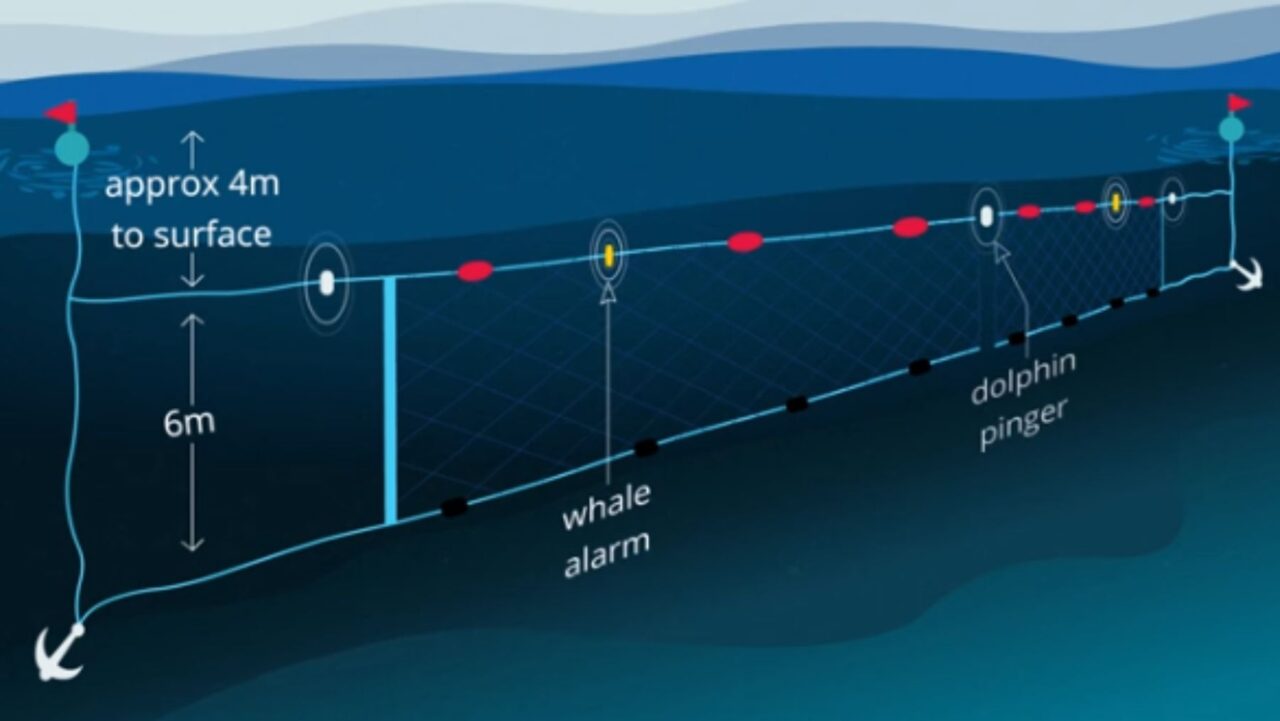 a drawing of how a shark net works