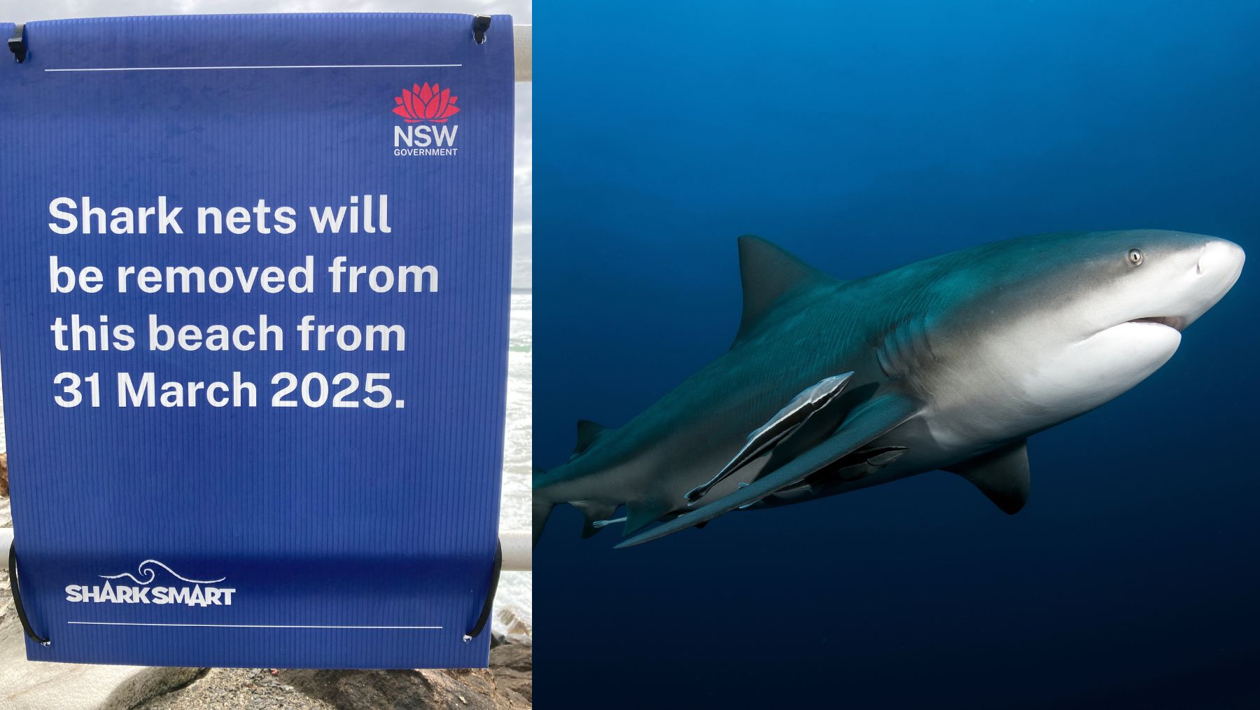 A bull shark and shark nets removed sign
