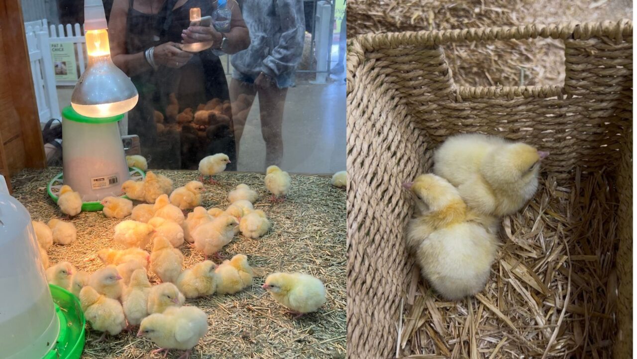 Baby chicks