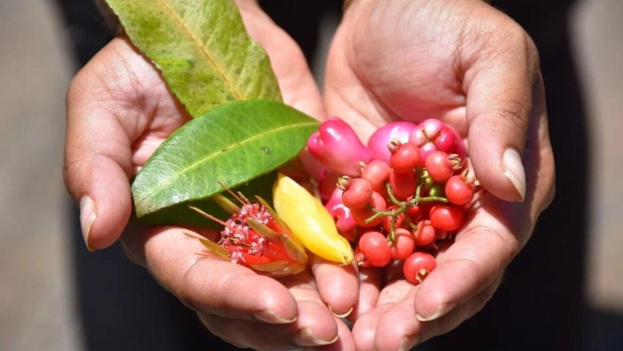 bushtucker
