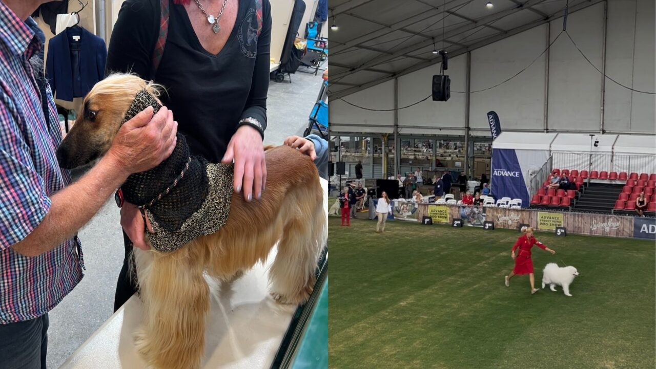 a dog at a dog show