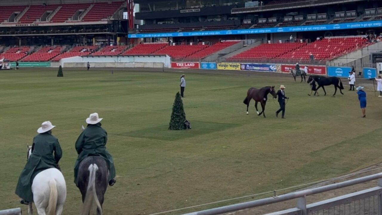 Horses in the Engie Stadium