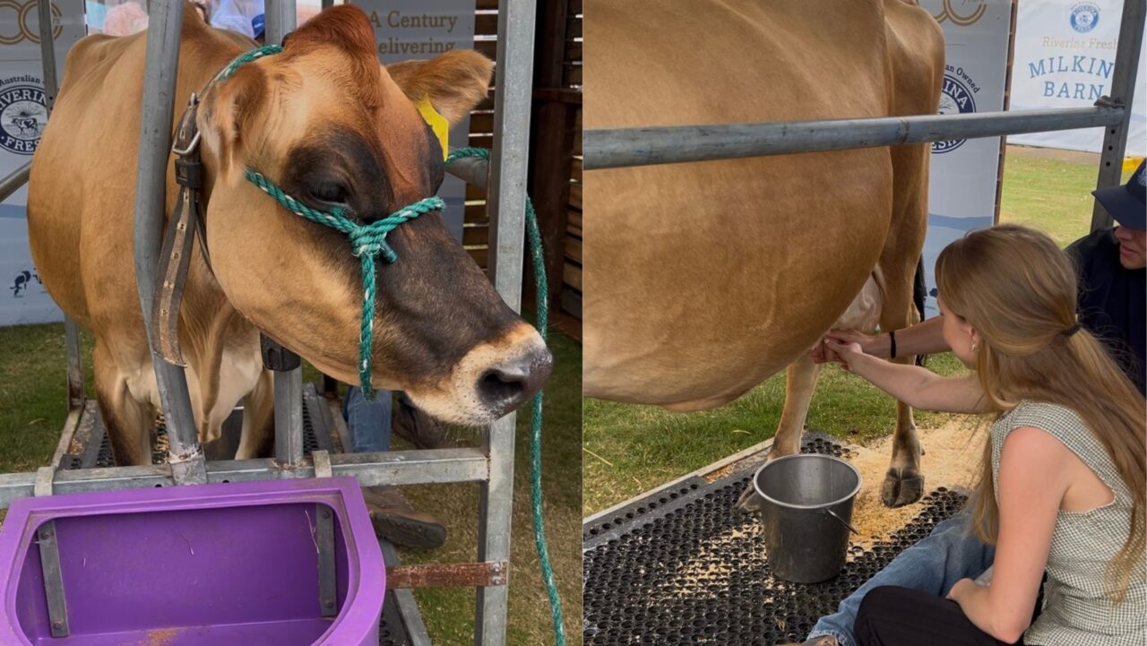 Milking cow
