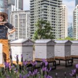 We met the Shangri-La Sydney beekeepers and found out how the honey is used throughout the five-star hotel.