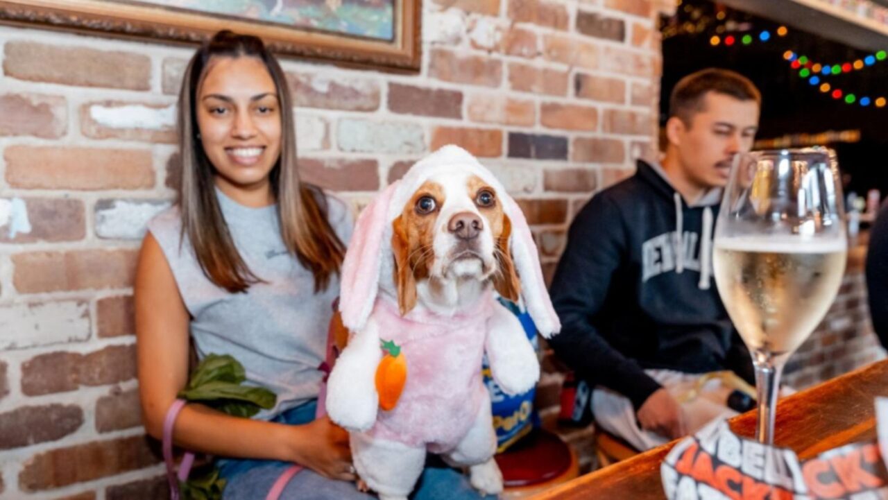 a dog dressed up in easter clothes