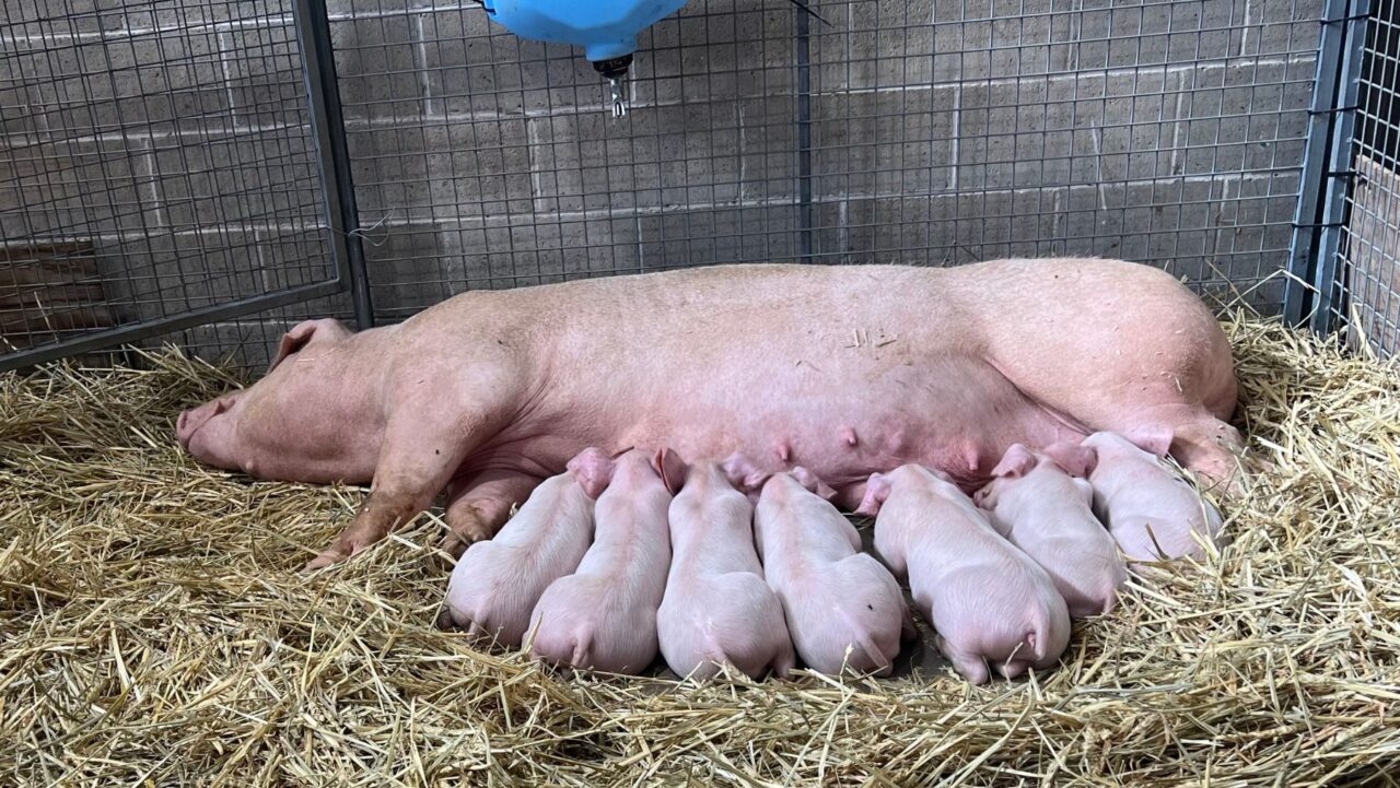 piglets and a pig