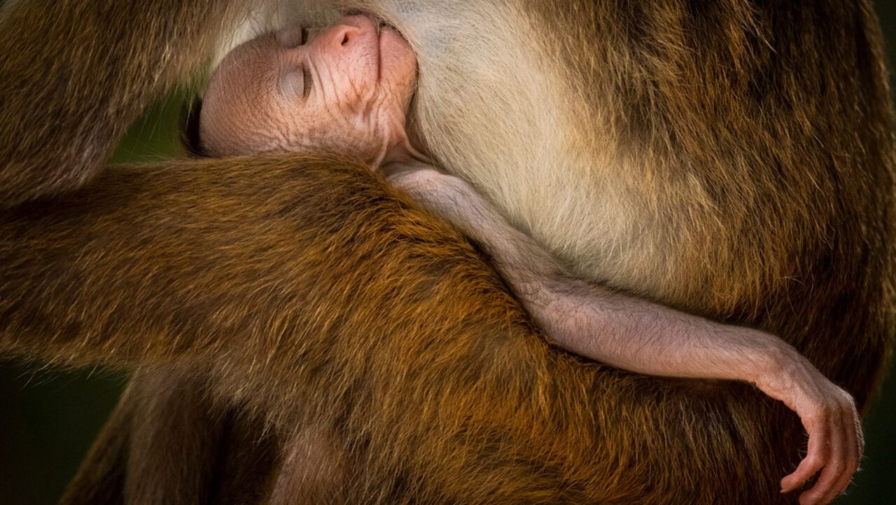 a baby monkey sleeping on a monkey's chest