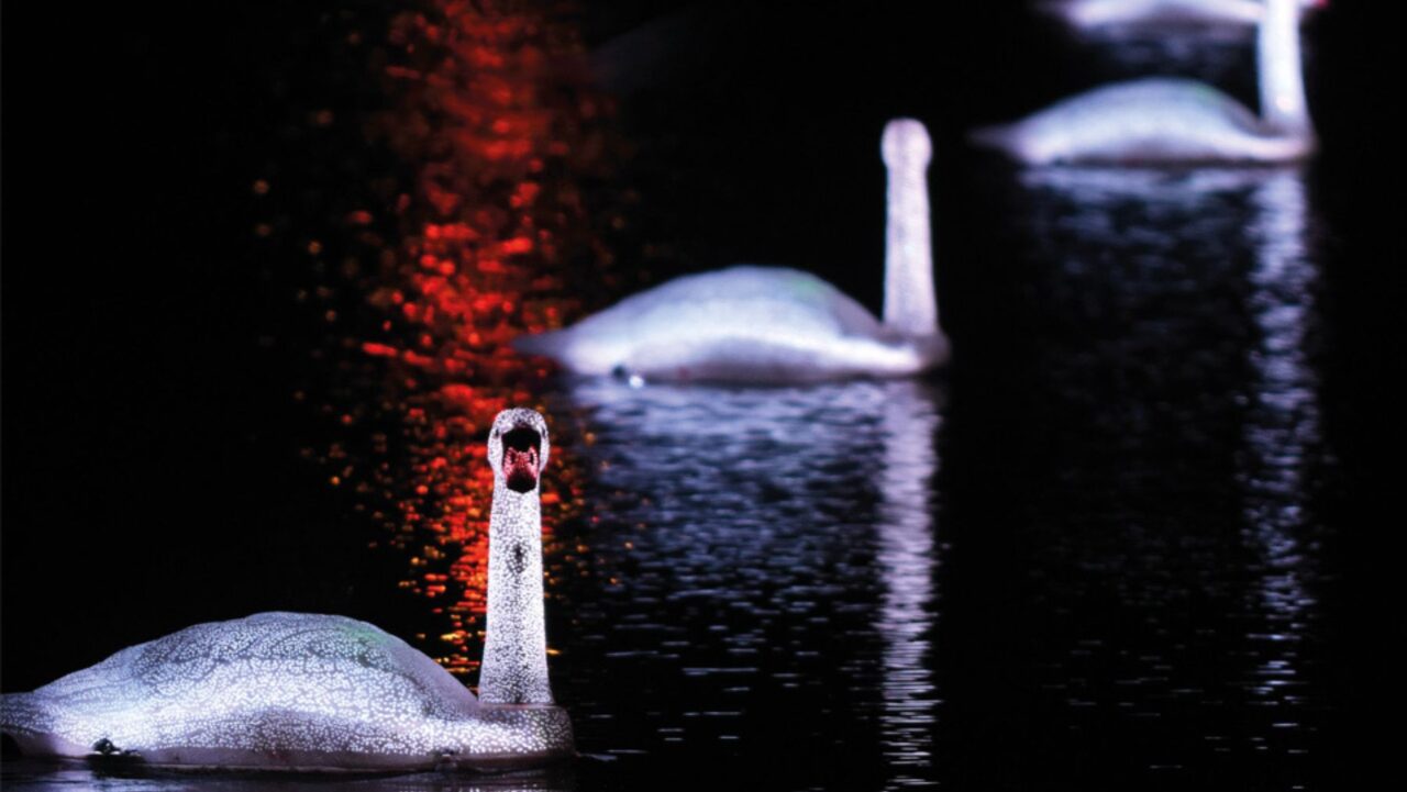 Cygnes Vivid