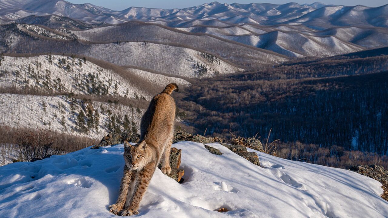 Wildlife photographer of the year