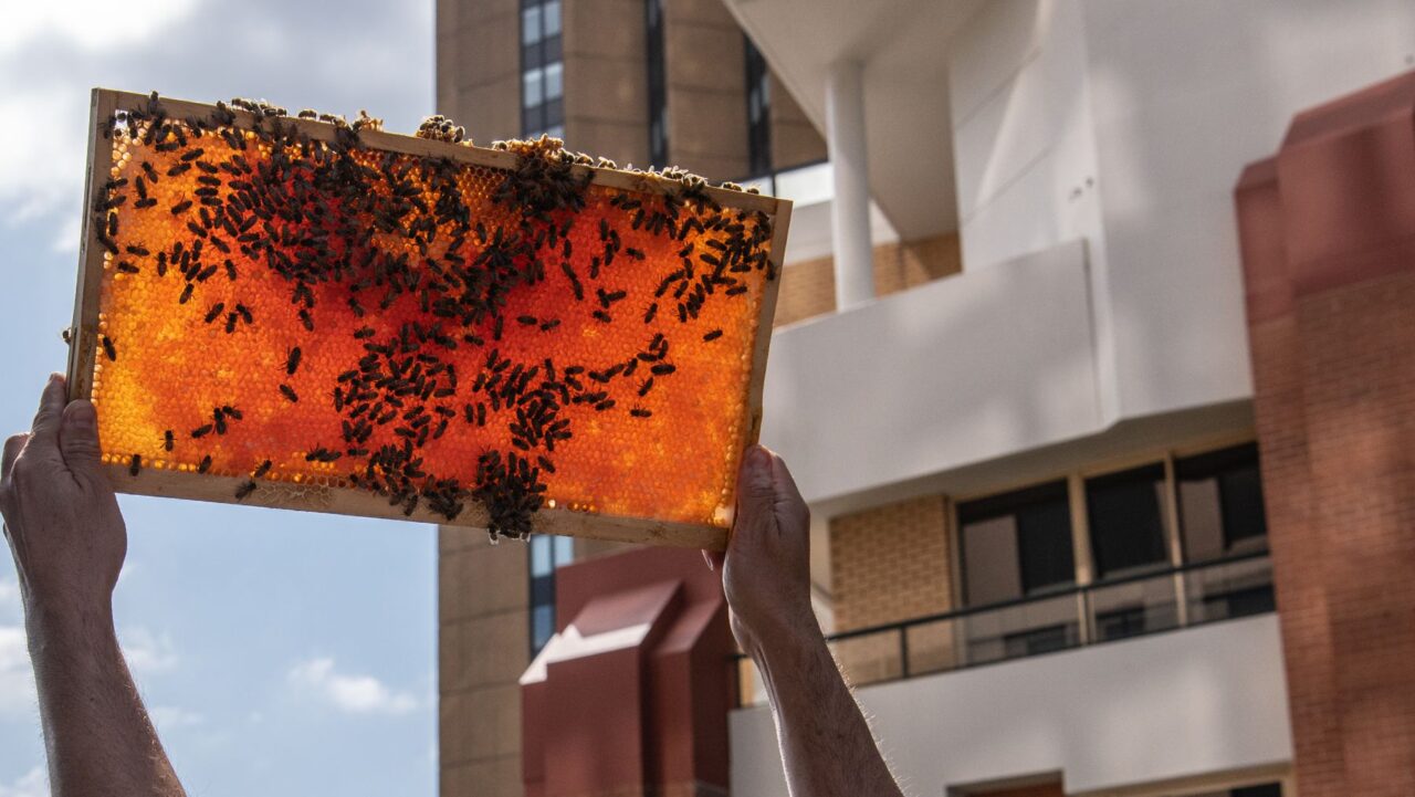 Rooftop Bees works with Shangri-La Sydney and other businesses, and has collaborated with Bar Planet on their BFFs Menu.