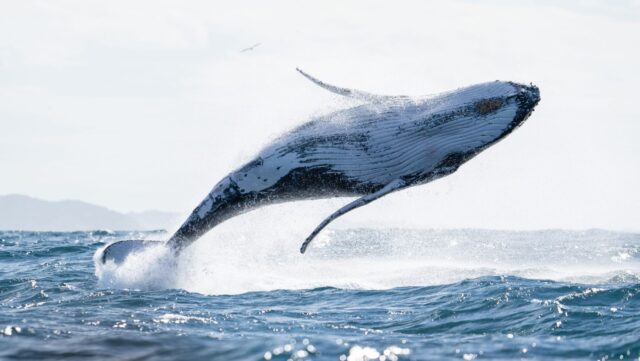 a whale jumping out of the water