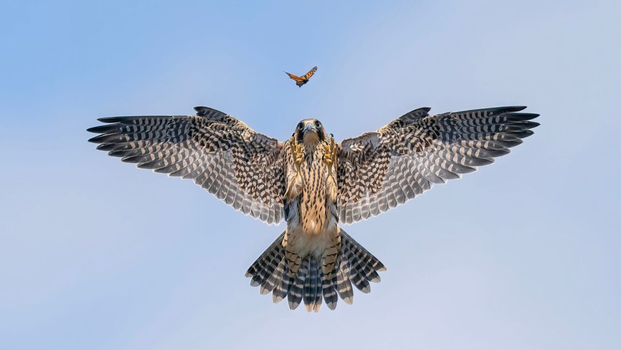 a bird flying wildlife photography of the year