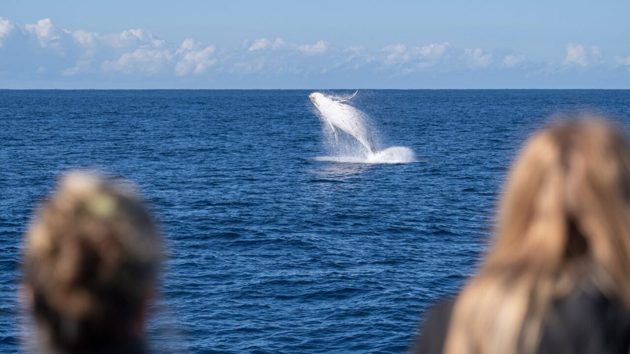 Spotting whales as they pass Sydney is one of winter's highlights. 