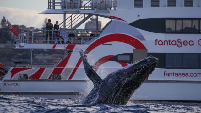 Fantasea Cruising Whale Watching cruises in sydney