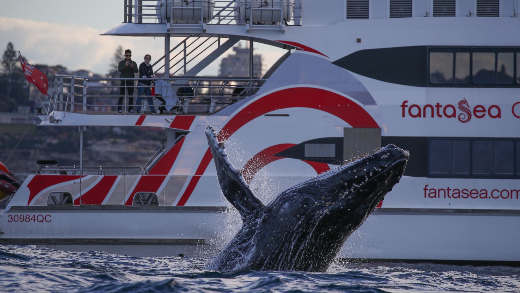 Fantasea Cruising Whale Watching cruises in sydney
