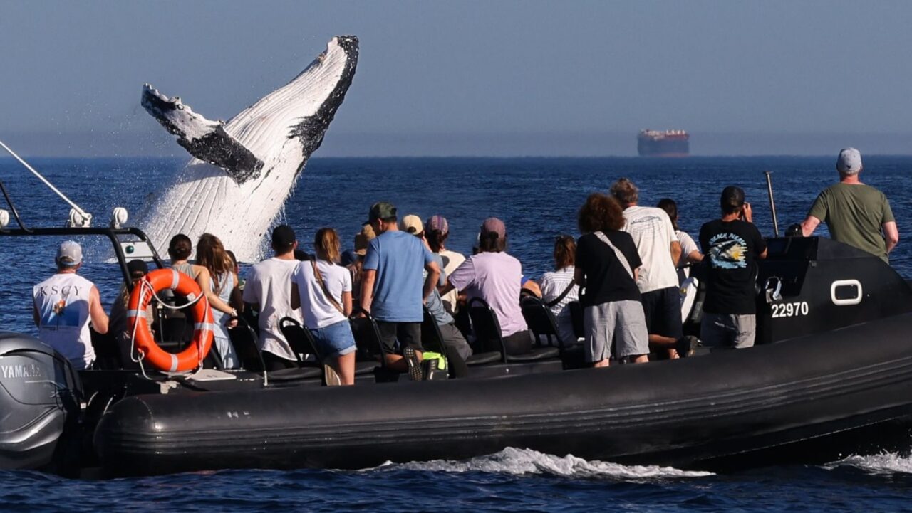 Best whale watching cruises in sydney