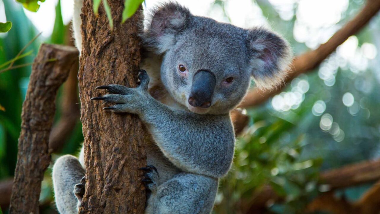 WILD LIFE Sydney Zoo