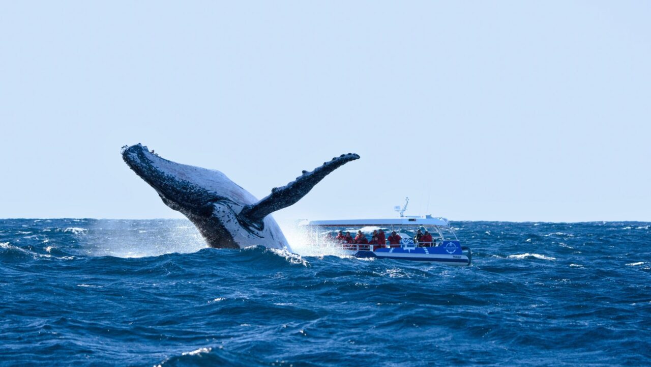 Whale Watching