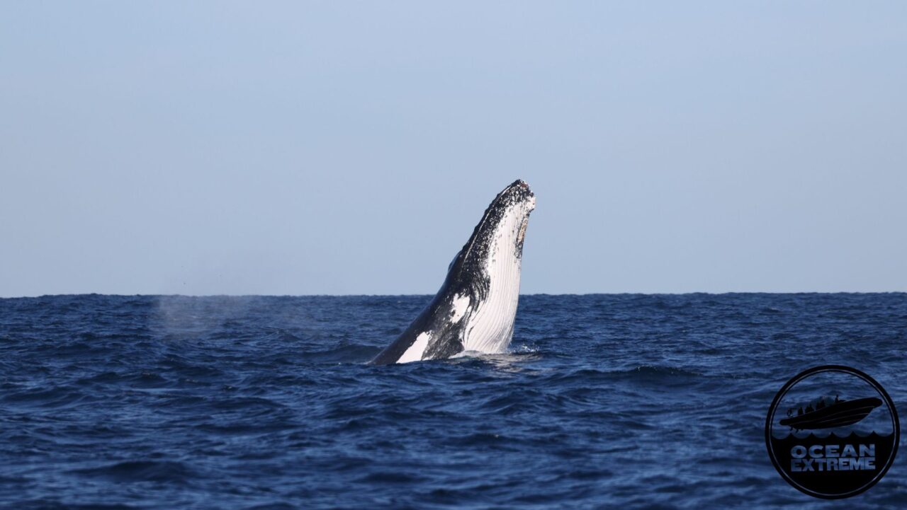 Ocean Extreme Whale watching