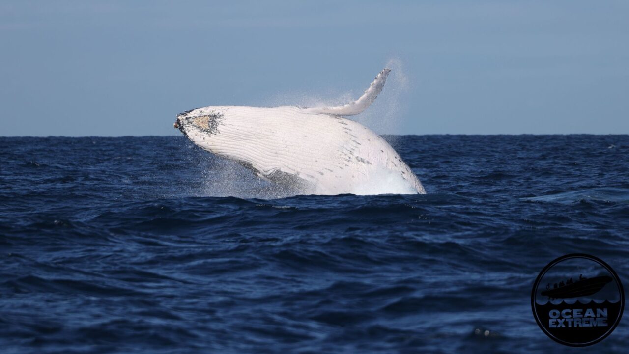ocean extreme whale watching