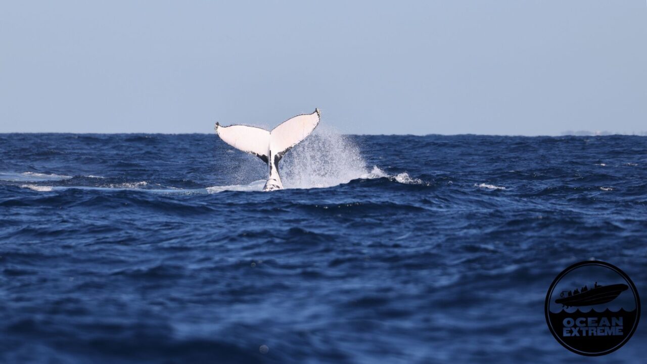 Ocean Extreme Whale watching 3