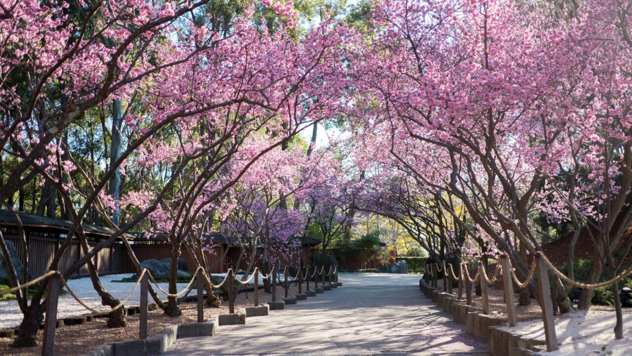 Sydney Cherry Blossom Festival 2025