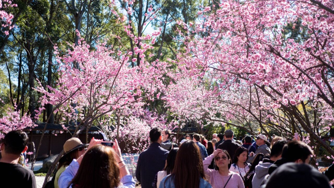 Sydney Cherry Blossom Festival 2025