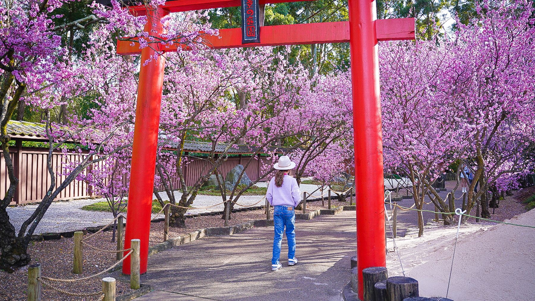 Sydney Cherry Blossom Festival 2025