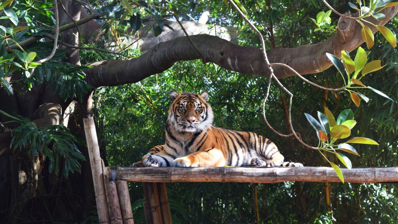 Tiger at Taronga Zoo