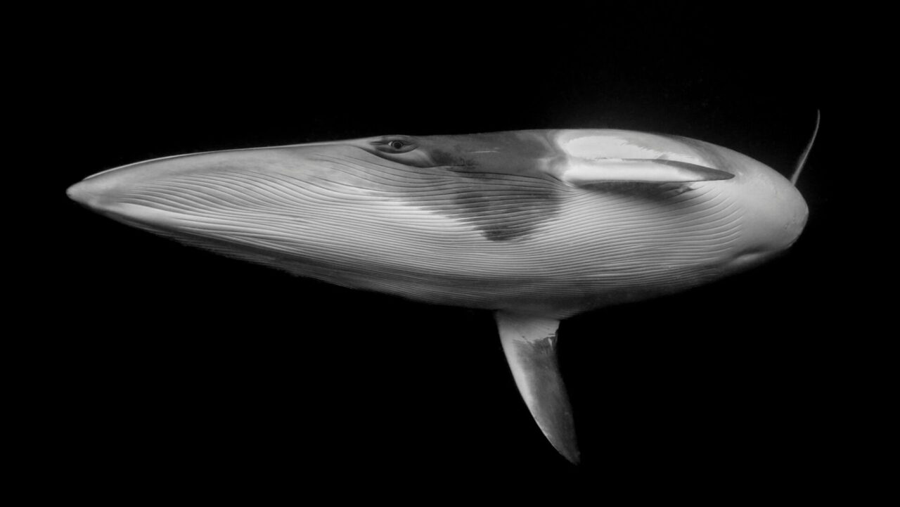 Ocean Photographer of the Year 2025 Fine Art Award finalist: Marcia Riederer, Australia.