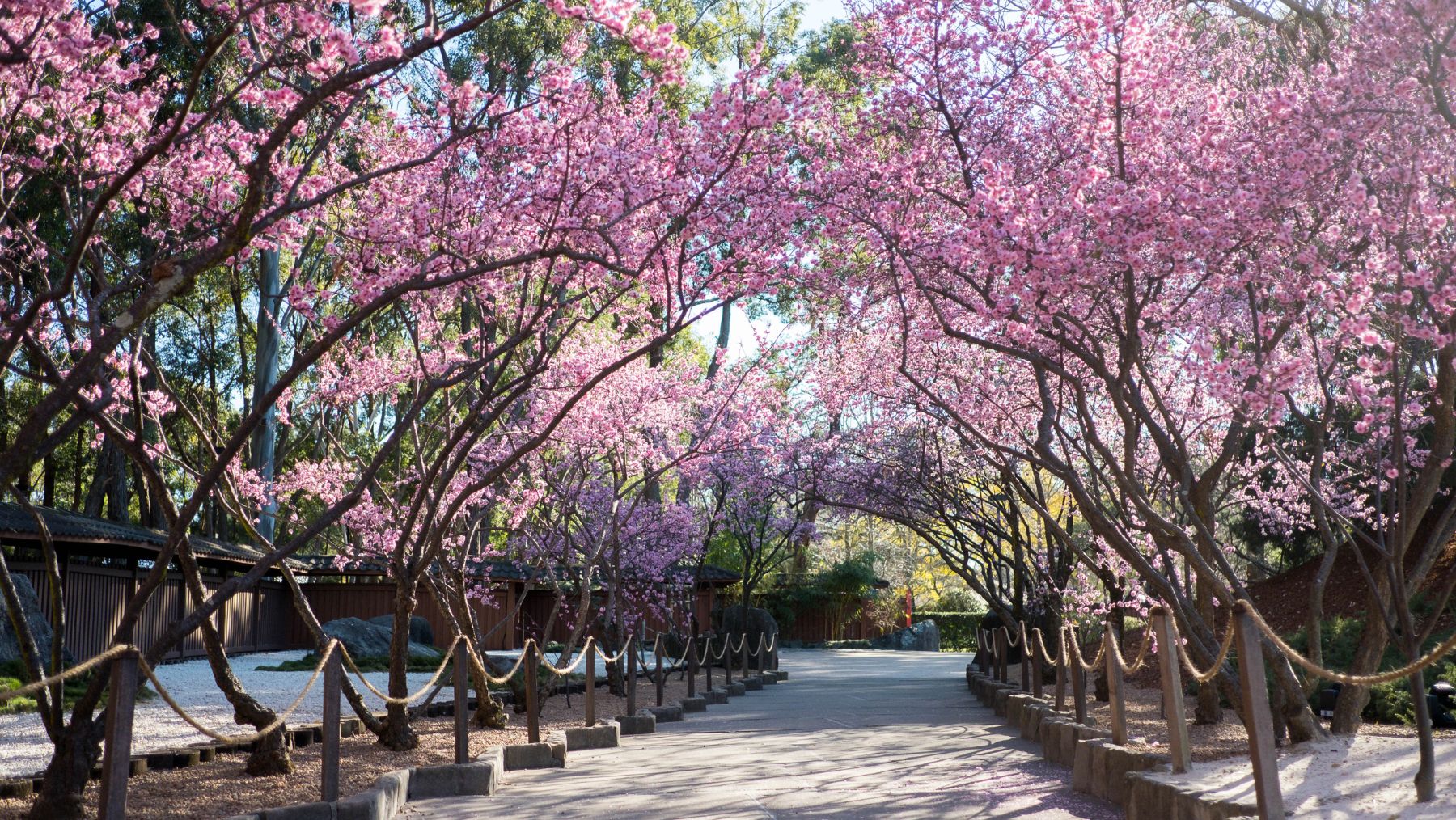 Sydney’s most photogenic festival will turn Auburn pink this weekend