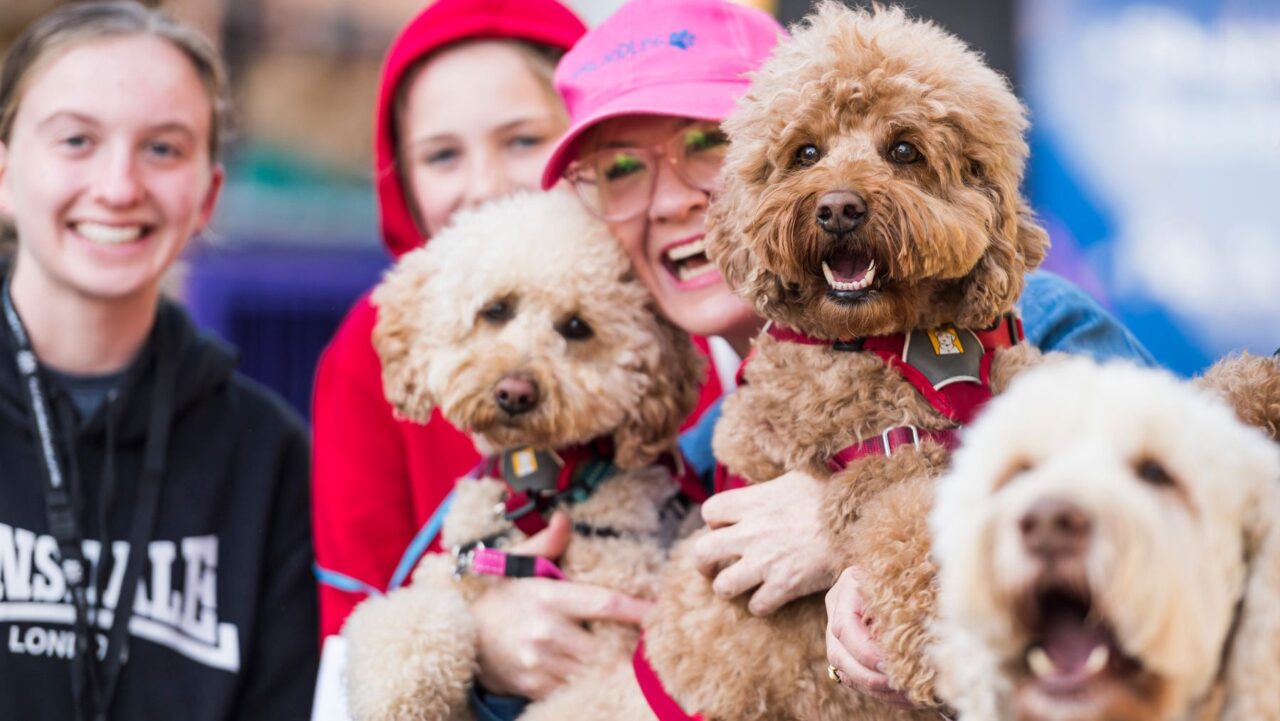 Dog Lovers Festival