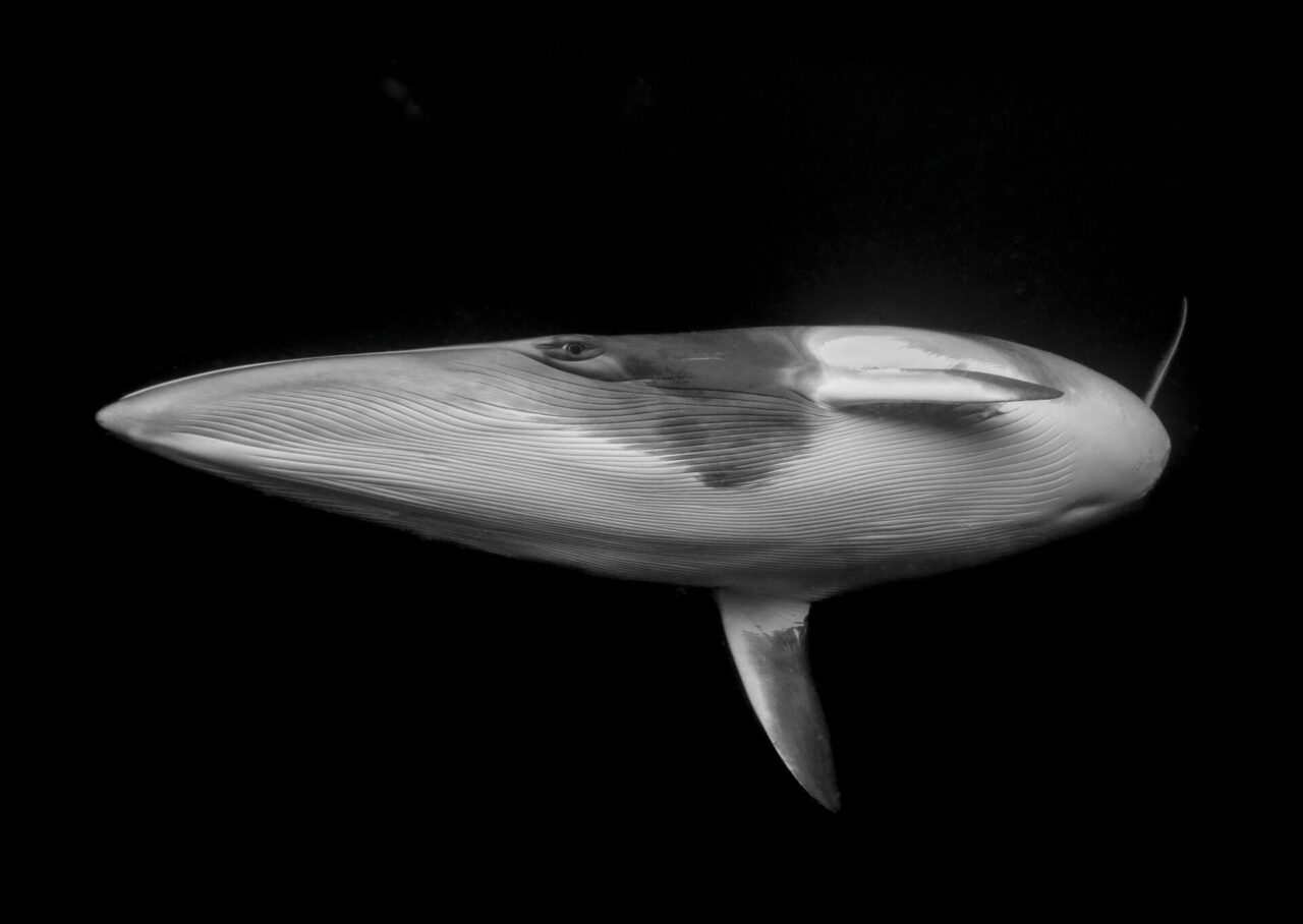 Ocean Photographer of the Year 2025 Fine Art Award finalist: Marcia Riederer, Australia.