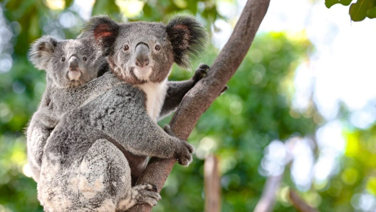 Koalas at Featherdale Wildlife Park
